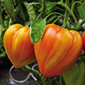 Cueillette de Mareuil Tomate Cœur de Bœuf