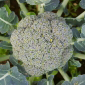 Cueillette de Mareuil Brocoli