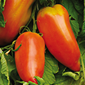 Cueillette de Mareuil Tomate des Andes